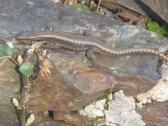 Iberolacerta monticola