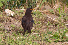 Turdus merula azorensis