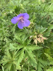 Geranium pratense