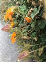 Thunbergia gregorii