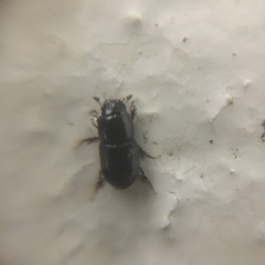 Aphodius
