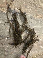 Cumagloia andersonii
