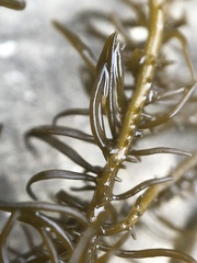 Cumagloia andersonii