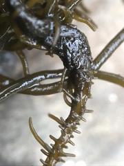 Cumagloia andersonii