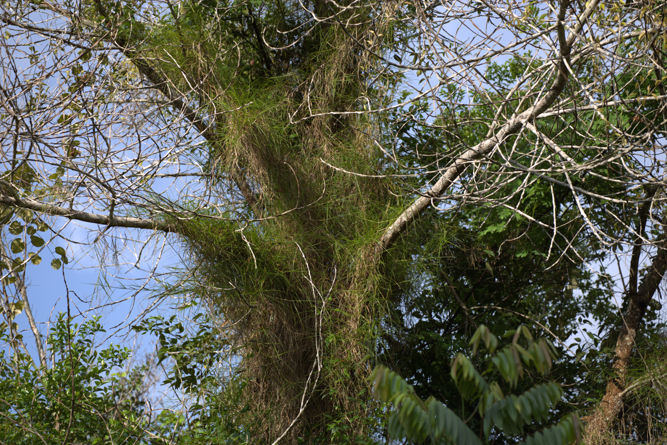 Image of Scleria secans by (c) Guillaume Delaitre, some rights reserved (CC BY)