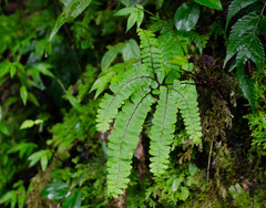 Adiantum patens