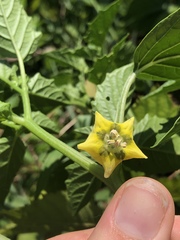 Physalis ixocarpa