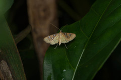 Cotachena histricalis