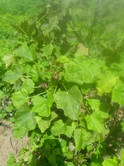 Jatropha curcas