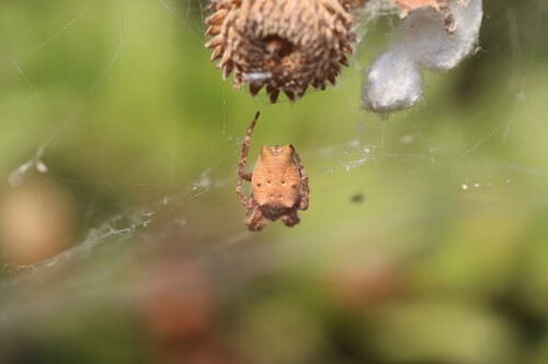 Tropical Tent-web Spider