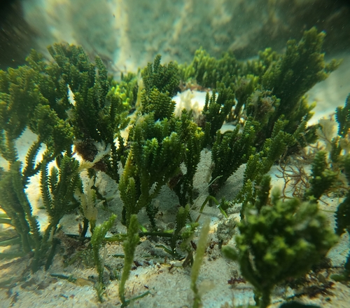 Image of Caulerpa cupressoides by (c) Alberto Alcalá, some rights reserved (CC BY)