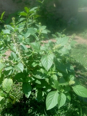 Ocimum basilicum