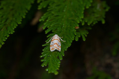 Cyana interrogationis