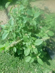 Ocimum basilicum