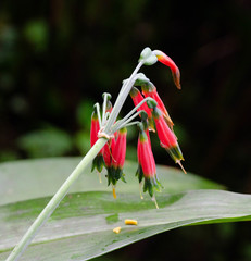 Phaedranassa tunguraguae