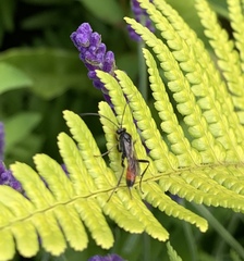 Ichneumonidae