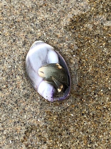 Paguridae