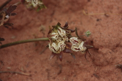 Cymopterus purpureus