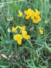 Lotus corniculatus