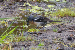 Fringilla coelebs moreletti
