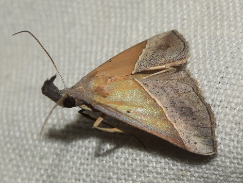 Brown Triangle Snout
