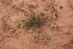 Cymopterus purpureus