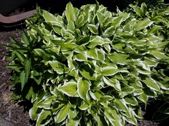 Hosta plantaginea