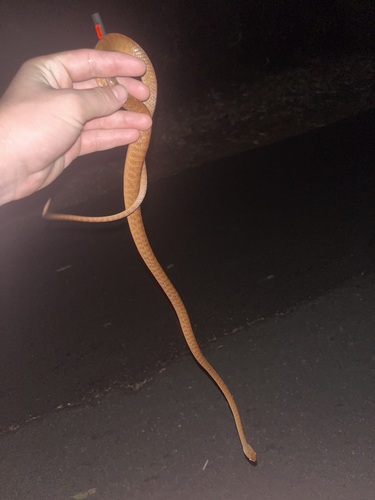Brown Tree Snake sighting