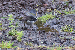 Fringilla coelebs moreletti