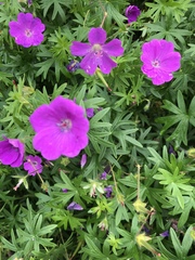 Geranium sanguineum