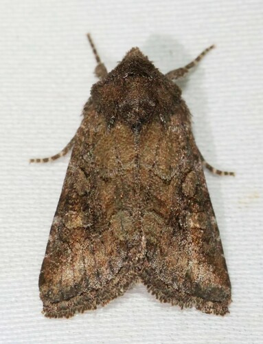 Lacinipolia meditata Grote, 1873