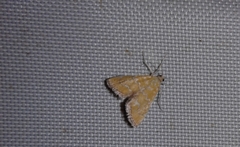 Xanthophysa psychicalis