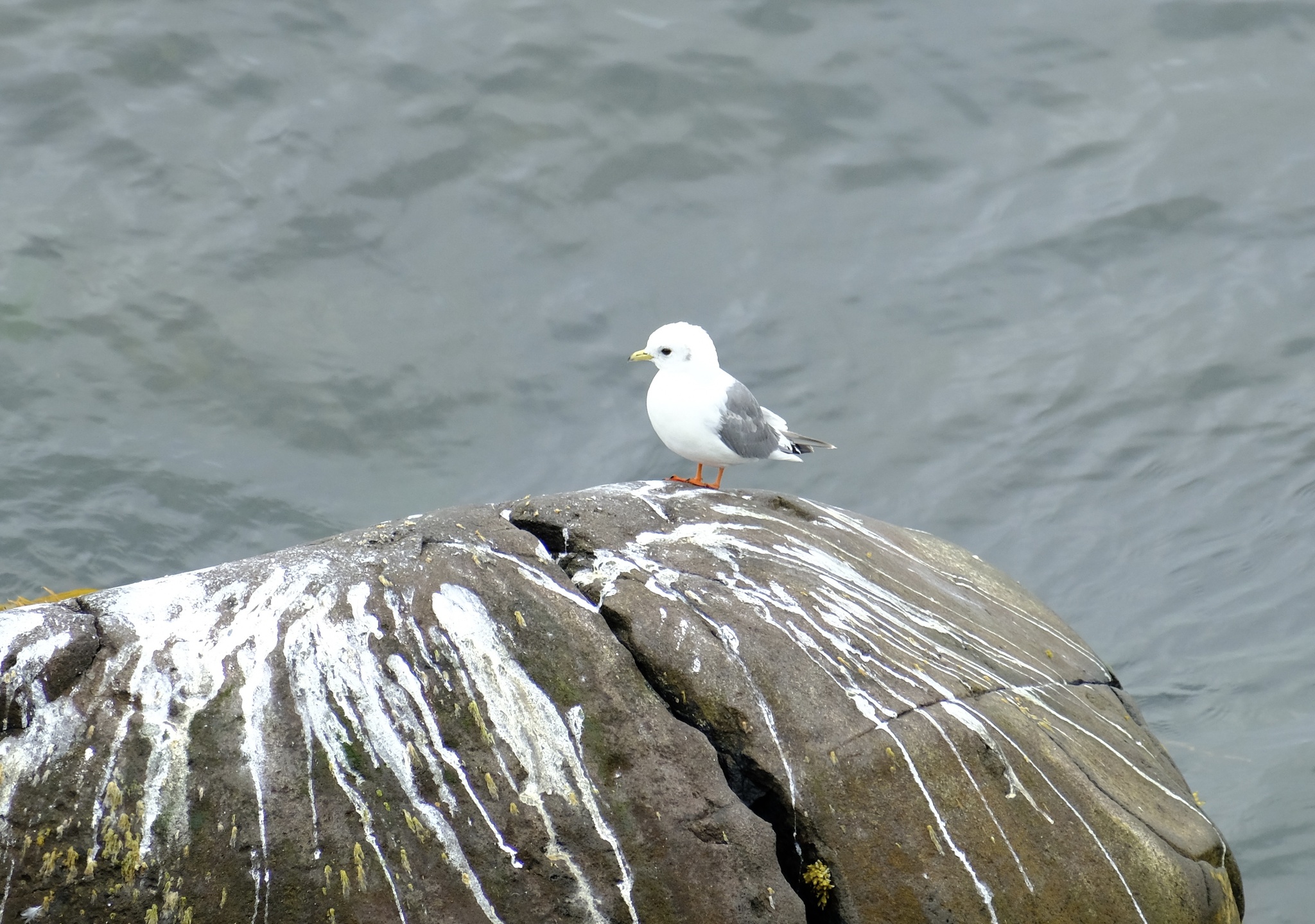 Red-legged Kittiwake (Rissa brevirostris), photo 9
