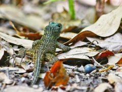 Asperous Spiny Lizard photo 1