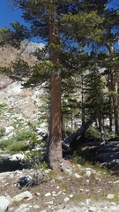 Pinus contorta murrayana