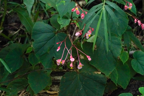 Image of Begonia grandis by (c) WATANABE Hitoshi 渡辺仁, some rights reserved (CC BY)