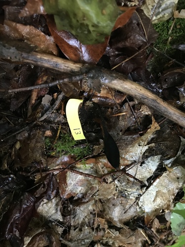 Geoglossum