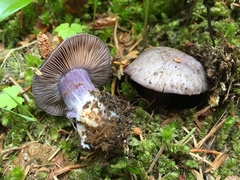 Cortinarius subolivascens