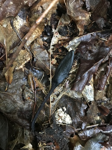 Geoglossum (Photo 2 of 2)