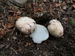 Rhizopogon subsalmonius