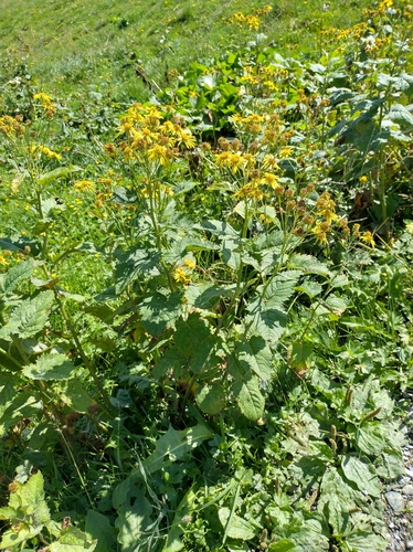 Jacobaea alpina (Jacobaea alpina)
