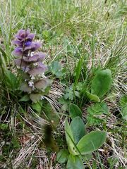 Ajuga pyramidalis pyramidalis
