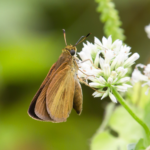 Dukes' Skipper photo 6