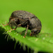 Choragus