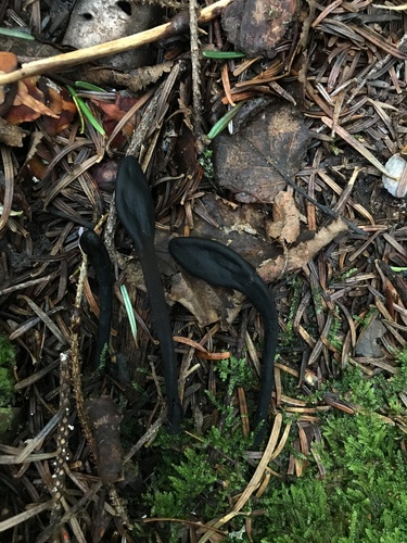 Geoglossum (Photo 2 of 7)