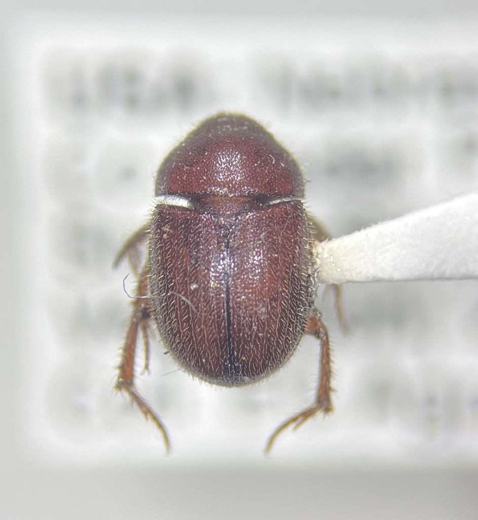 Xenochodaeus americanus