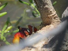 Goniopsis pulchra