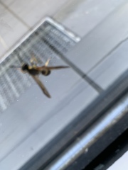 Ichneumonidae