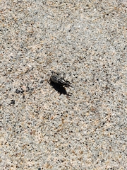 Sphenophorus australis