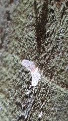 Dysimia pseudomaculata